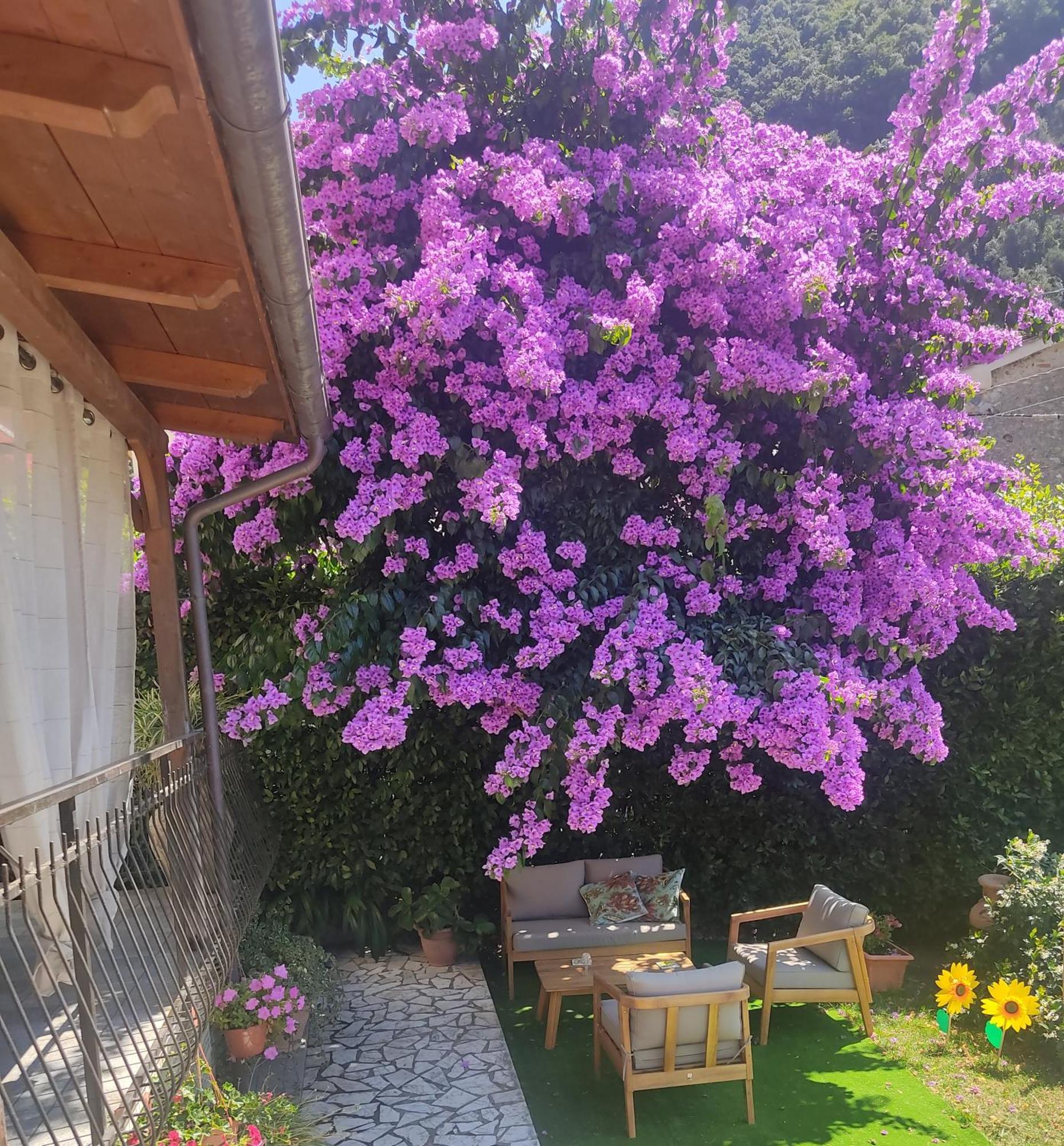 La Bouganville e Il Gelsomino Pietrasanta Esterno foto